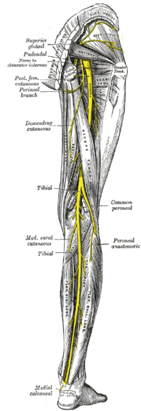 Nerves of the right lower extremity Posterior view from Gray's Anatomy (not the TV show but the book)