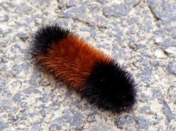 This wooly bear walking across the patio is saying the winter will be mild.