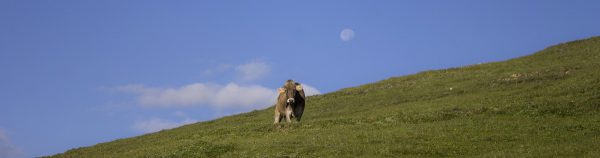 cow grazing under the full moon