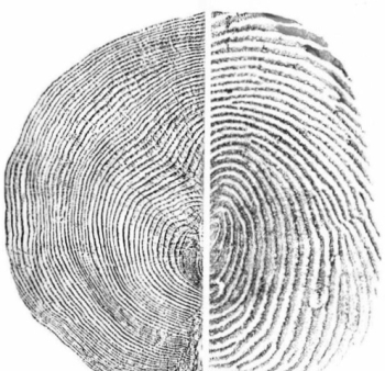 tree finger prints